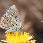 mariposa-foto-naturaleza